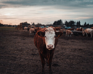 portrait of a cow in front of her herd