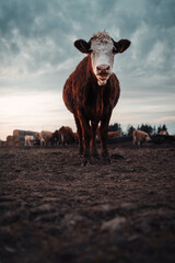Portrait einer Kuh hinter Ihrer Herde