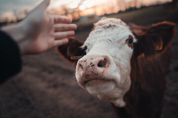 Cute Trusting Cow