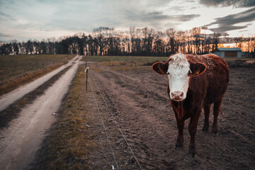 Lovely Cow During Sunset