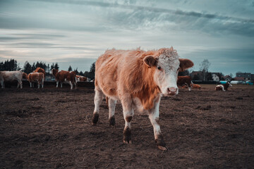 bright young Bull at blue hour