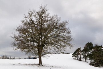 Fototapeta na wymiar Lonely tree in snowy field
