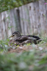 Ánade real descansando