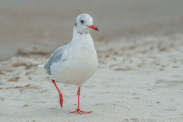 Lachmöwe am Ostseestrand