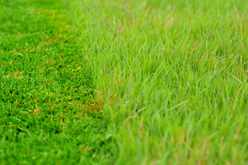 cortando a grama aparando o jardim 