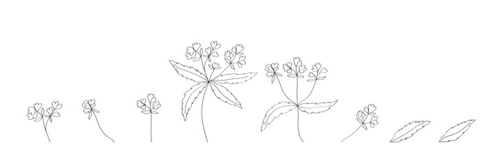 Set of linear botanical elements drawn in ink by hand Medicinal herbs madder Flowers leaves branches