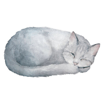 Watercolor illustration of cute sleeping gray cat isolated on white background.
