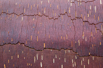 Birch tree log with bark removed (Betula sp.), Mirror Lake State Wayside Park, Chugiak, Alaska.