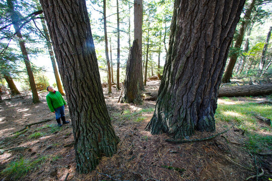 Sylvania Wilderness