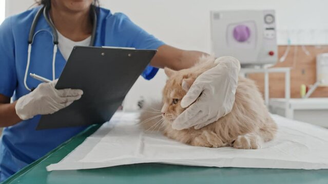 Selective focus of domestic cat lying on table with vet doctor filling medical card during examination in clinic