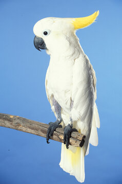 Pet Parrots
