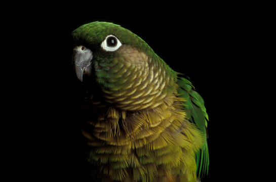 Parrot with black background