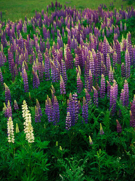 In a field of purple lupines (Lupinus perennis) a pair of white blooms stand out as irregulars in Rangeley, Maine.