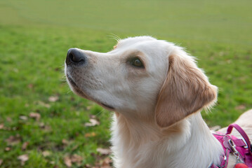 Close up portrait of a beautiful young golden retriever dog with green grass background 