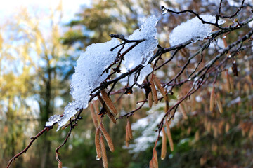 Catkins lit up by the morning sun following an overnight snowfall
