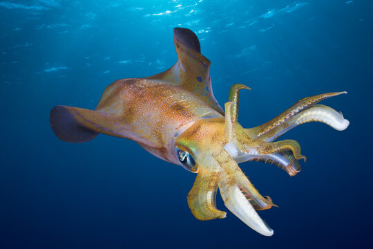 Bigfin reef squid (Sepioteuthis lessoniana) swimming underwater, Egypt