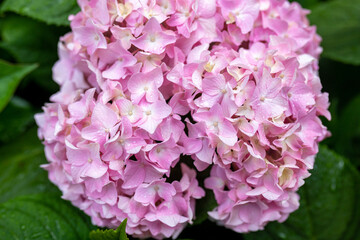 Pink hydrangea flowers with drops after rain