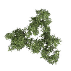 Acacia trees isolated on PNG transparent background - top view - use for architectural or garden design - 3D Illustration