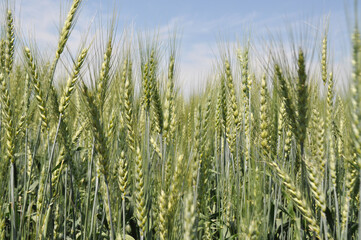 Fototapeta premium Ripe ears of grain in the field, harvesting, agriculture in natural conditions