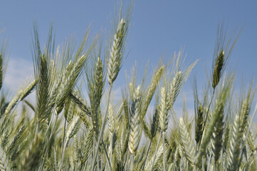 Obraz premium Ripe ears of grain in the field, harvesting, agriculture in natural conditions