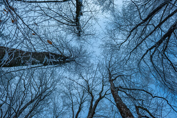 snow covered trees in winter time