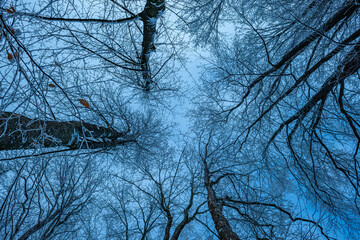 snow covered trees in winter time