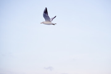 Large white seagulls fly against the sky
