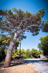 View of a donkey seeking shelter under the hot Greek sun in the shade of a pine tree, in Zakynthos, Greece