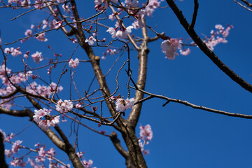春の桜並木　