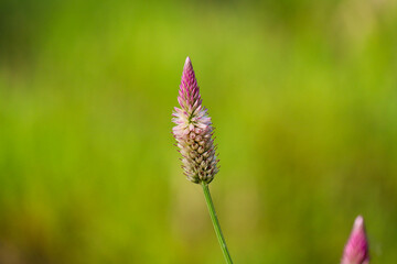 selective focus of ornamental plant 