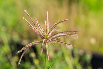 teki grass flowers ( Cyperus rotundus ) growing wild along the rice fields