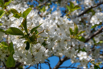 Cherry blossom. Beautiful white spring flowers close-up on a twig in a natural environment. Sunny day. Selective focus