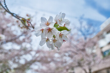 春の桜並木　