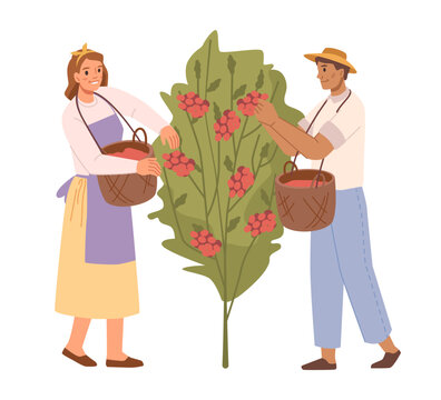 Growing and producing coffee at farm plantation. Isolated man and woman workers picking beans from tree into baskets, local production of cofee. Vector in flat style