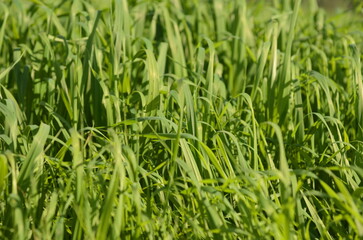 Fototapeta na wymiar Green meadow, young fresh grass close up