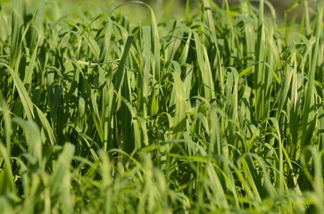Green meadow, young fresh grass close up