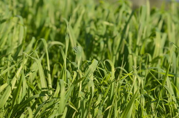 Green meadow, young fresh grass close up