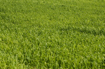 Green meadow, young fresh grass close up