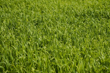 Green meadow, young fresh grass close up