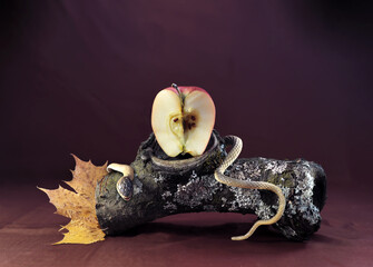 fall of man, fall-of-man, expulsion from paradise, appletree,