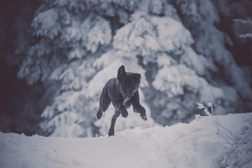 Shooting photo d'un chien dans la neige en hiver