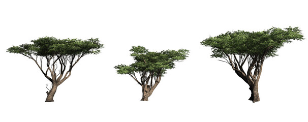 Different Acacia trees isolated on PNG transparent background - use for architectural or garden design - 3D Illustration