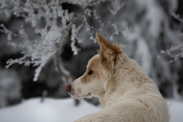 Un magnifique chien de race berger blanc suisse dans la neige en hiver