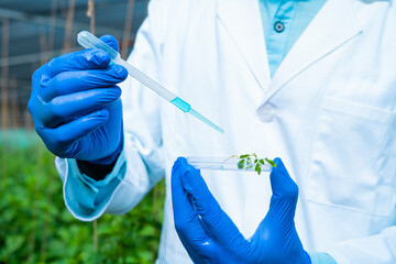 Close up shot of agro scientist hands adding chemical into smalll sample plant at greenhouse for...