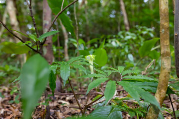 奄美大島　アマミテンナンショウ