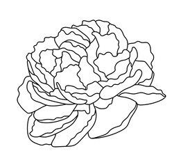 Vector sketch of peony, line art. Black contour, isolated on white.