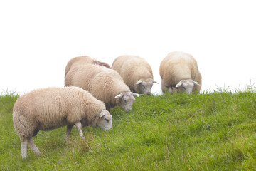 Naklejka na ściany i meble Group of Dutch sheep on a dike with fresh green grass isolated on a white background