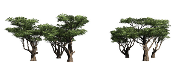 Groups of Acacia trees isolated on PNG transparent background - use for architectural or garden design - 3D Illustration