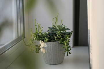 Mini-garden of various succulents in a ceramic pot on the windowsill. Beautiful mixed succulent arrangement.
