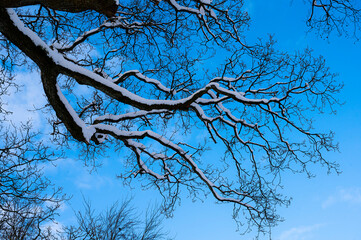 Winter scene ..scotland, tree, sky, nature, branch, winter, blue, forest, branches, wood, autumn, trees, spring, season, cold, leaf, plant, landscape, snow, white, park, leaves, old, bare, trunk, outd